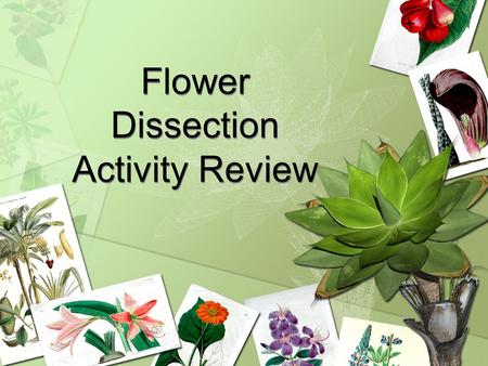 Flower Dissection Activity Review