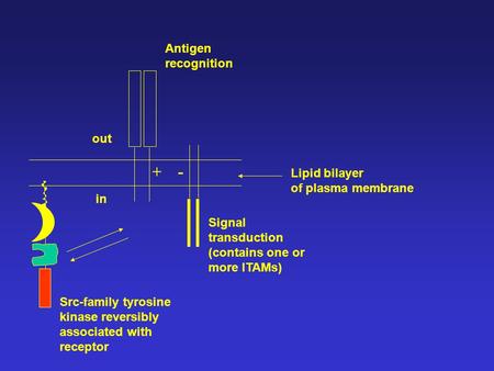 in out Lipid bilayer of plasma membrane Antigen recognition Signal transduction (contains one or more ITAMs) + - Src-family tyrosine kinase reversibly.