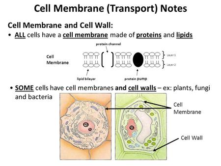 Cell Membrane (Transport) Notes