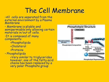 The Cell Membrane All cells are separated from the external environment by a Plasma Membrane  Membrane is pliable and semipermiable only allowing certain.