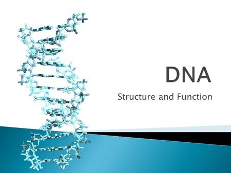 Structure and Function