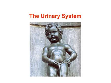 The Urinary System.