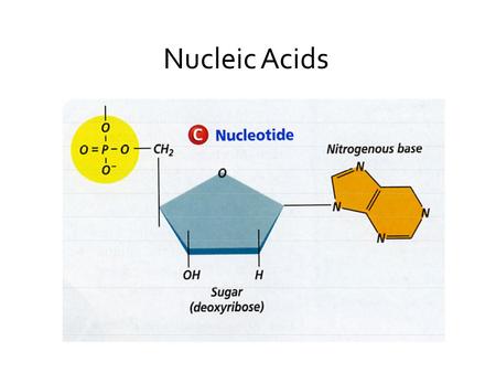 Nucleic Acids.