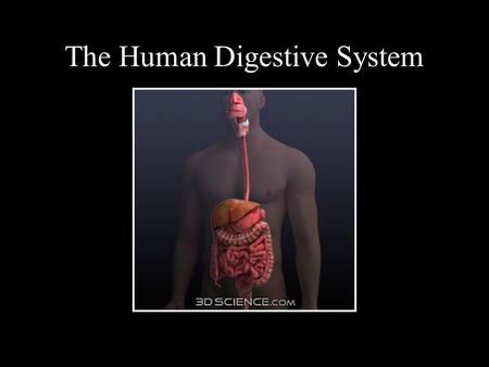 The Human Digestive System