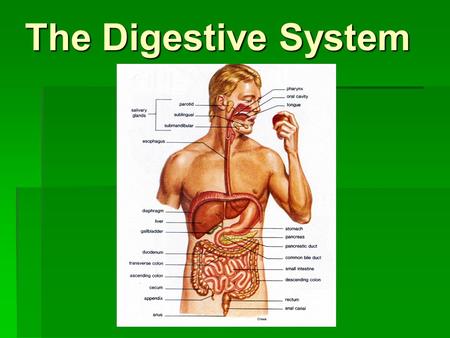 The Digestive System.