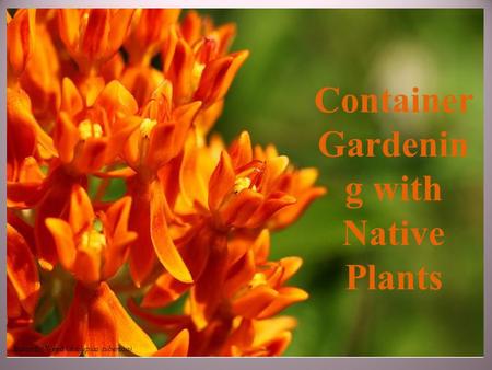 Container Gardening with Native Plants