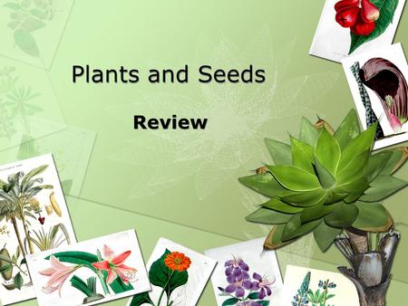 Plants and Seeds Review.