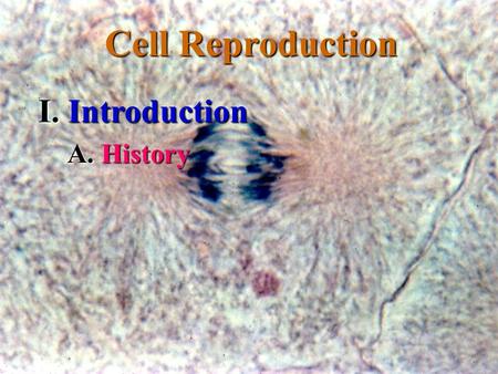 Cell Reproduction I. Introduction A. History. 1. R. R. Brown, 1840’s, showed the existence of the nucleus or “brain of the cell” 2. W. W. Fleming 1860’s,