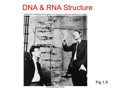 DNA & RNA Structure Fig 1.9. Deoxyribonucleic acid (DNA) is the genetic material -Stores genetic information in the form of a code: a linear sequence.