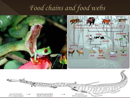 Food chains and food webs