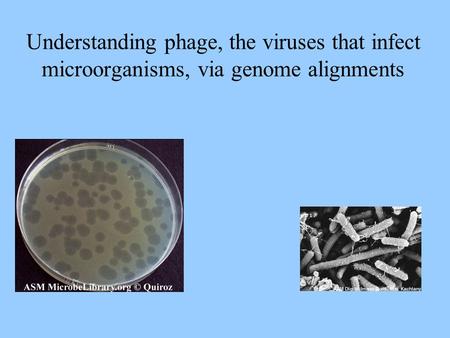 Understanding phage, the viruses that infect microorganisms, via genome alignments.