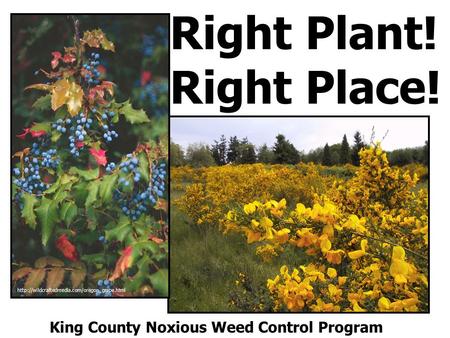 Right Plant! Right Place!  King County Noxious Weed Control Program.