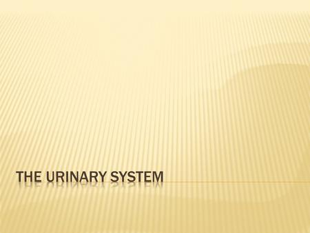  Albumin  Catheter  Cytoscope  Dialysis  Enuresis  Excretion  Micturition  Urea.