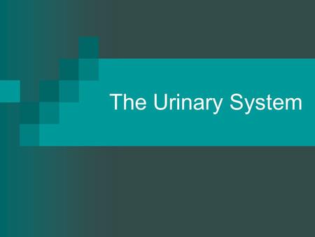 The Urinary System.