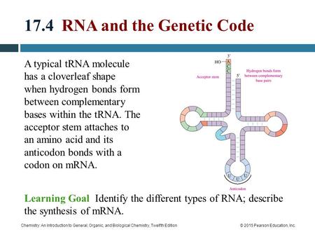 Chemistry: An Introduction to General, Organic, and Biological Chemistry, Twelfth Edition© 2015 Pearson Education, Inc. 17.4 RNA and the Genetic Code A.