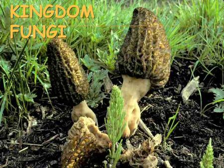 Kingdom Fungi.