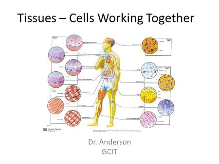 Tissues – Cells Working Together Dr. Anderson GCIT.