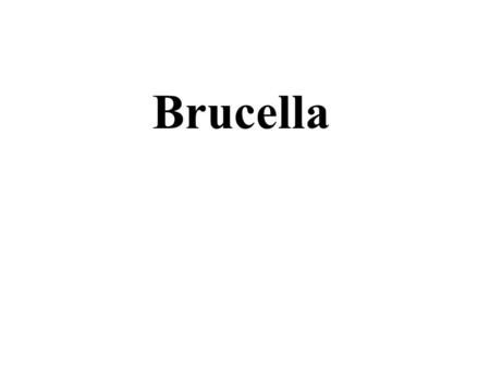 Brucella.