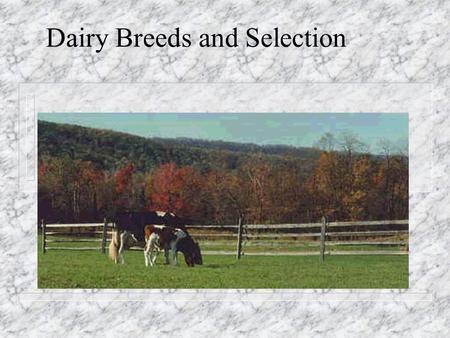 Dairy Breeds and Selection