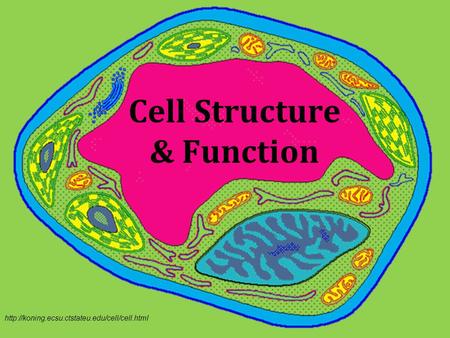 Cell Structure & Function