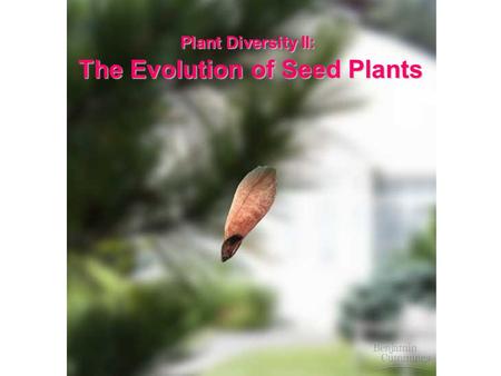 The Evolution of Seed Plants