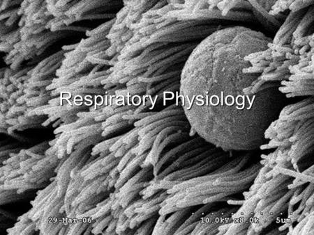 Respiratory Physiology