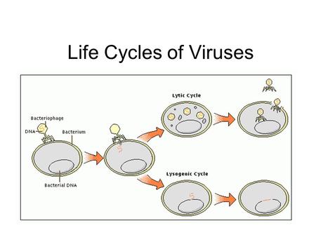 Life Cycles of Viruses.