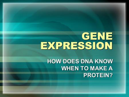 GENE EXPRESSION HOW DOES DNA KNOW WHEN TO MAKE A PROTEIN?