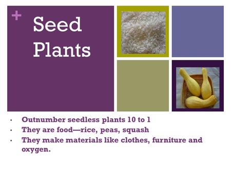 Seed Plants Outnumber seedless plants 10 to 1