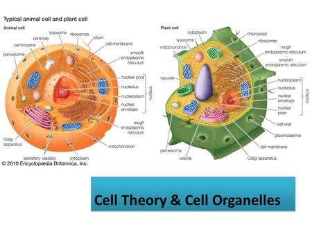 Cell Theory & Cell Organelles. 1. Cell Theory A.All living things are made of cells. B.Cells are the basic unit of structure & function. C.Cells come.