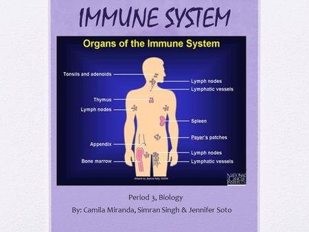 IMMUNE SYSTEM Period 3, Biology