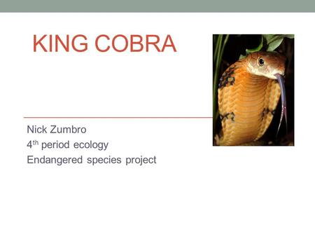 KING COBRA Nick Zumbro 4 th period ecology Endangered species project.