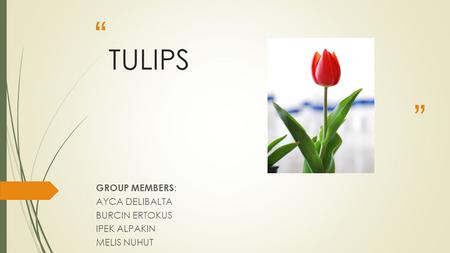 “ ” TULIPS GROUP MEMBERS : AYCA DELIBALTA BURCIN ERTOKUS IPEK ALPAKIN MELIS NUHUT.