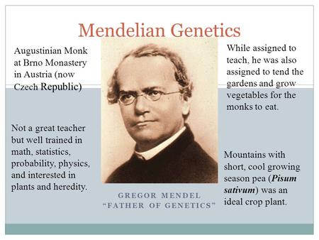 GREGOR MENDEL “FATHER OF GENETICS” Mendelian Genetics Augustinian Monk at Brno Monastery in Austria (now Czech Republic) Not a great teacher but well trained.