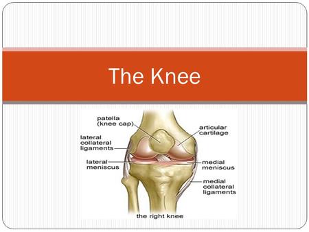 The Knee.