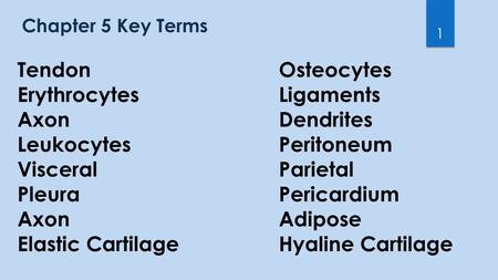 Chapter 5 Key Terms 1 TendonOsteocytes ErythrocytesLigaments AxonDendrites LeukocytesPeritoneum VisceralParietal PleuraPericardium AxonAdipose Elastic.