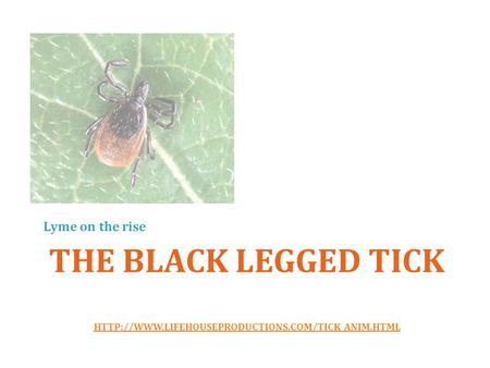 Lyme on the rise The black legged tick http://www.lifehouseproductions.com/tick_anim.html.