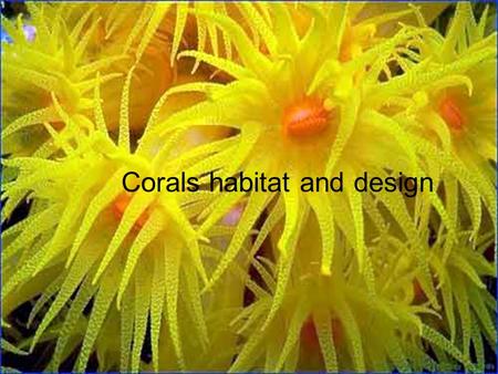 Corals habitat and design. Corals Soft corals Group of the spices called (Alcyonacea) soft bodies made up of a large number of polyps connected by fleshy.