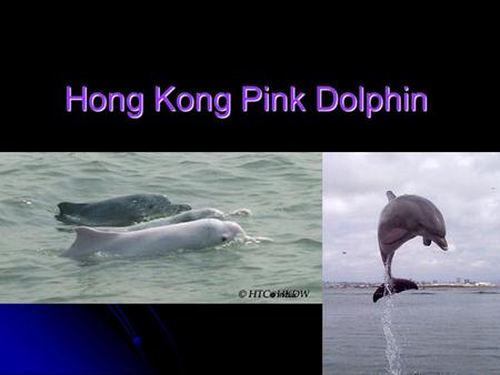 Hong Kong Pink Dolphin. Pink Dolphin Features Size: 2.5 to 3 meters and 90 kilograms Males are generally larger. Size: 2.5 to 3 meters and 90 kilograms.