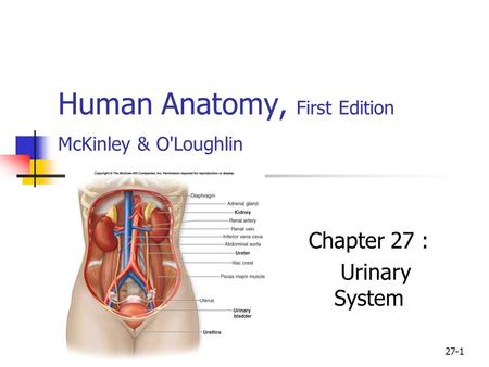 Human Anatomy, First Edition McKinley & O'Loughlin