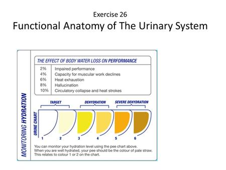 Exercise 26 Functional Anatomy of The Urinary System