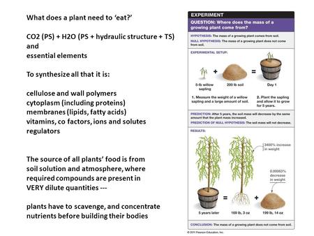 What does a plant need to ‘eat?’