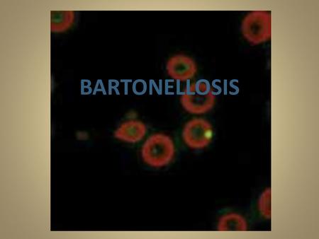 BARTONELLOSIS. Bartonella spp. Fastidious genus of hemotropic organisms Small, curved, gram-negative bacteria Long-lasting intraerythrocytic bacteremia.