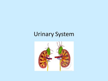 Urinary System.