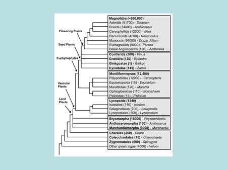 Evolution of Angiosperms Archaefructus sinensis Controversy over when this first appeared Best bet is 125 MYA No sepals or petals, just stamens.