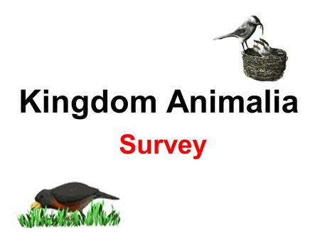 Kingdom Animalia Survey.