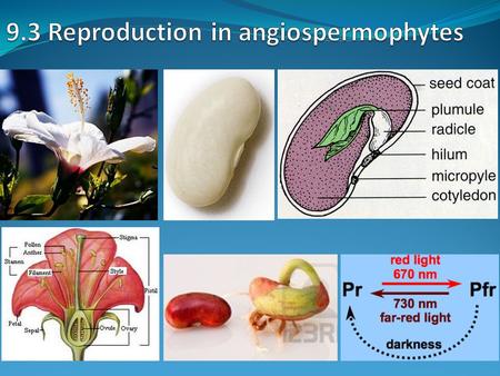 9.3 Reproduction in angiospermophytes