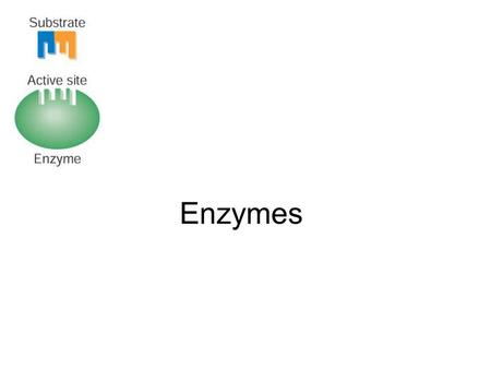 Enzymes.