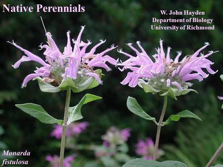 Native Perennials W. John Hayden Department of Biology University of Richmond Monarda fistulosa.