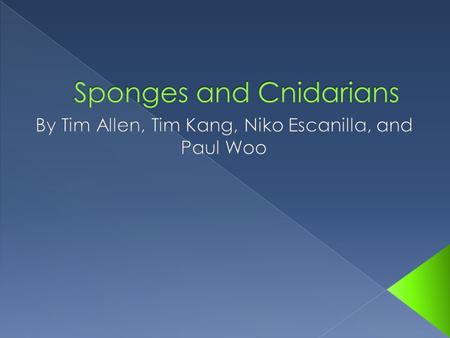 Sponges and Cnidarians